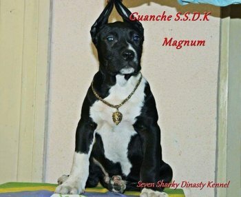 Guanche Jr (Magnum) Of Seven Sharky Dinasty Kennel